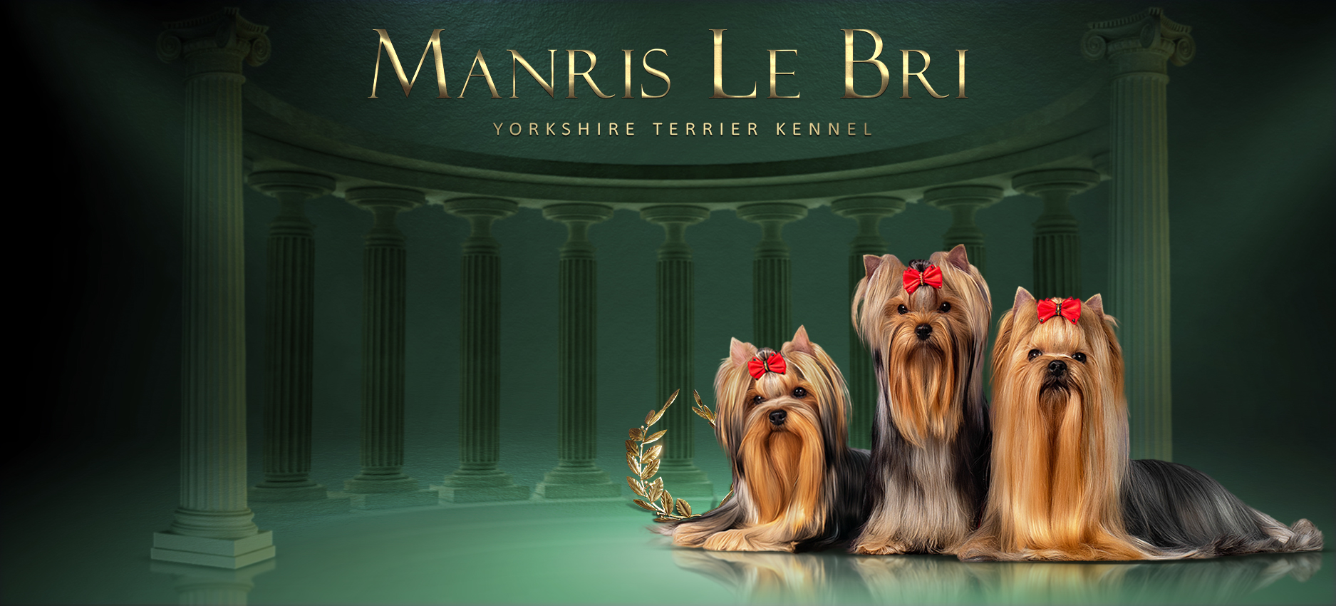 Manris Le Bri — Labaza DogPedigree YorkshireTerrier